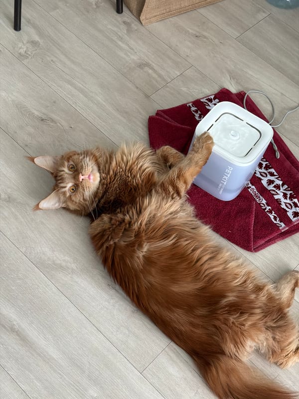 Ginger Maine Coon cat relaxes on wooden floor in Kazan