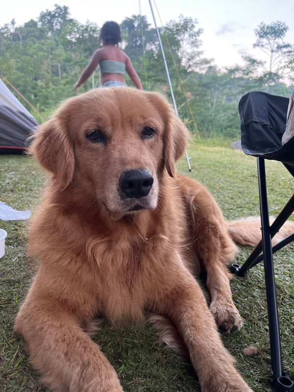 Riverside camping in Klungkung with a golden retriever in tow