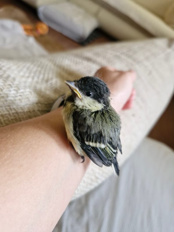 Small bird with distinctive markings perches on person's arm