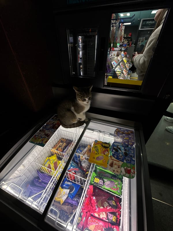Cat sits on ice cream freezer in Bulgarian shop
