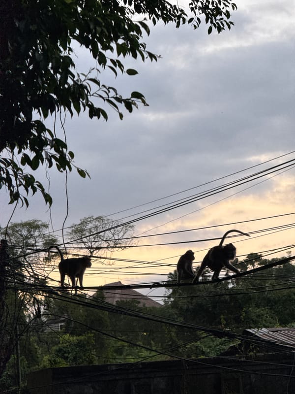 Monkeys navigate power lines in Ubud District, Indonesia