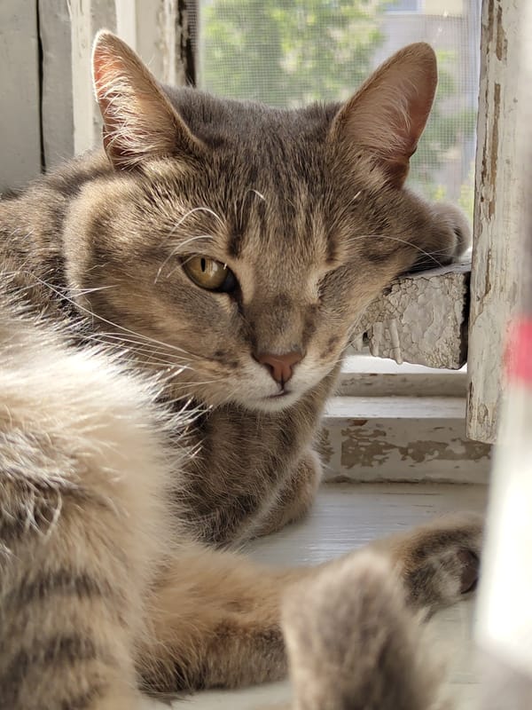 Domestic cats observed in residential area during afternoon
