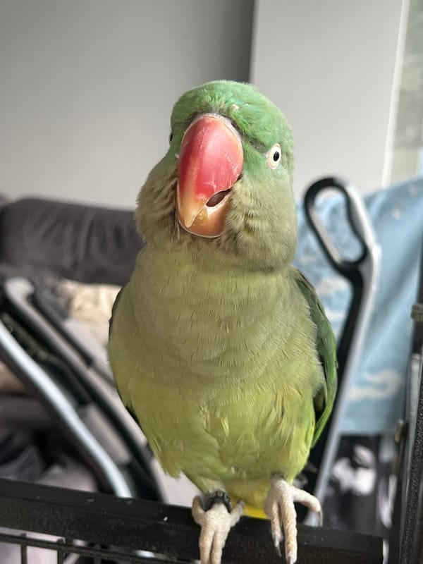 Green parrot in a black metal cage, Pazardzhik