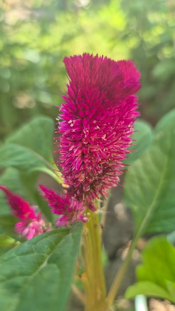 A Bulgarian garden in full summer bloom, closely explored
