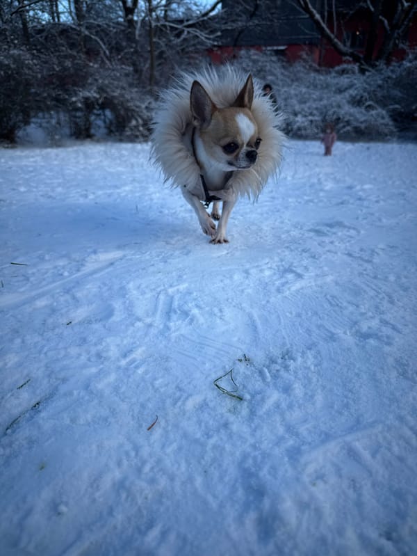 Chihuahua in winter coat plays in Berlin snow