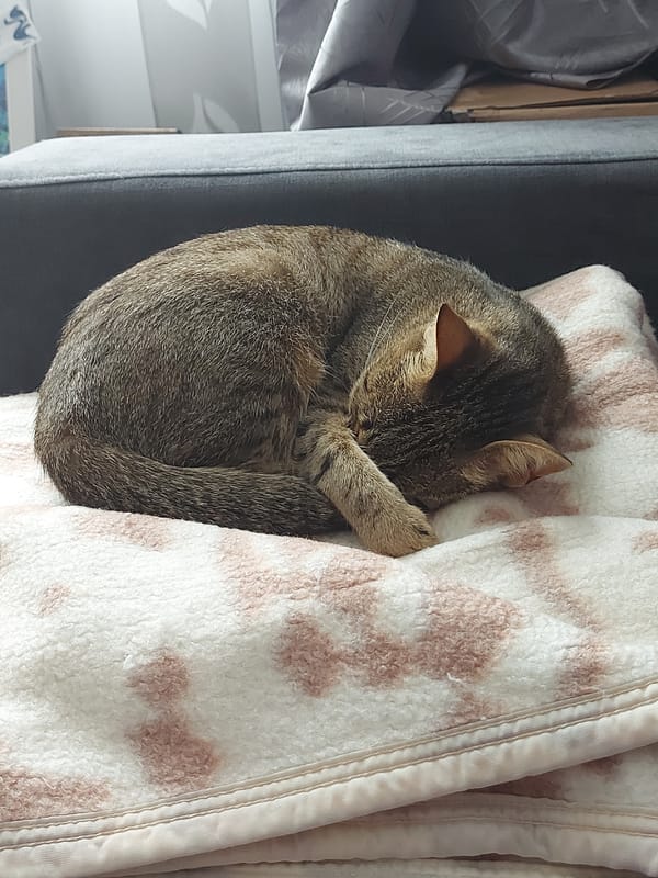Tabby cat sleeps curled up on couch in Shumen