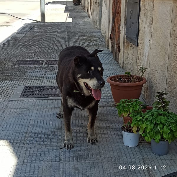 Quiet summer morning in the streets of Bitonto, Italy