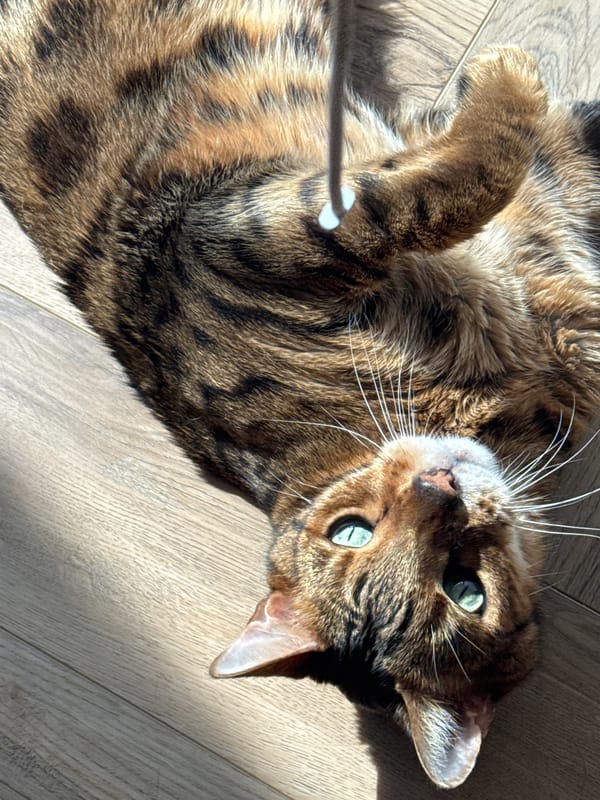 Bengal cat plays and lounges on a sunny wooden floor