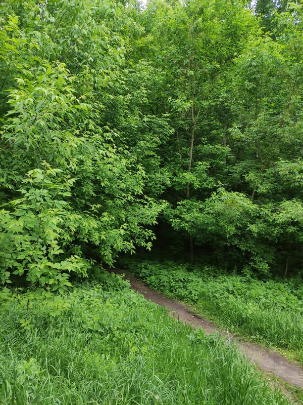 Urban greenspace observations captured across unknown city location