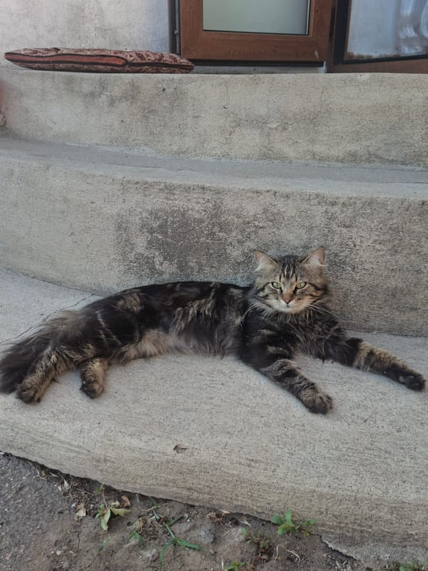 Summer evening in Eastern Europe: cats, cherries, and street scenes