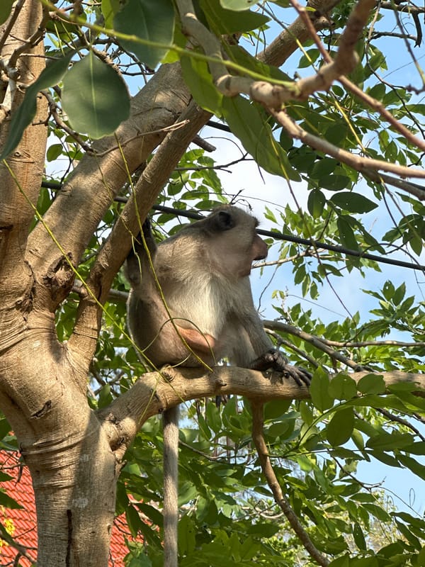 Temple visitor documents golden Buddha, monk statues in Thailand