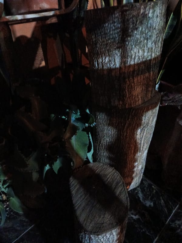 Nighttime garden documentation captures plants and relaxation in Quevedo