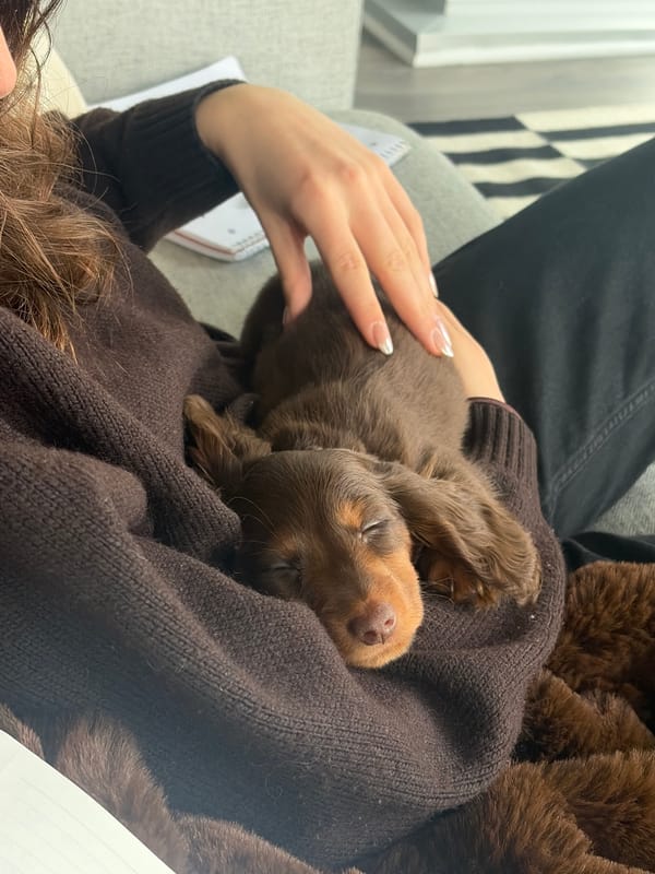 Montreal residents share quiet evening moments with dachshund puppy