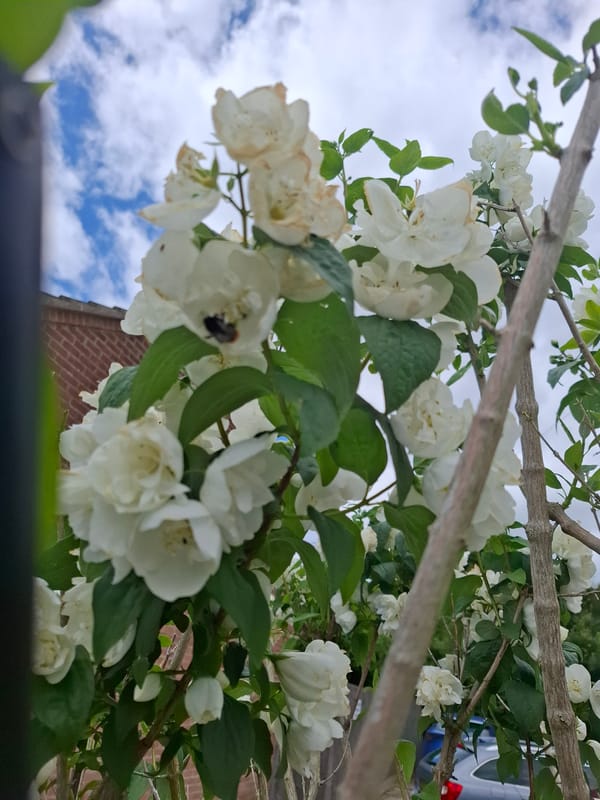 Garden scenes and craft objects in Huntingdonshire morning