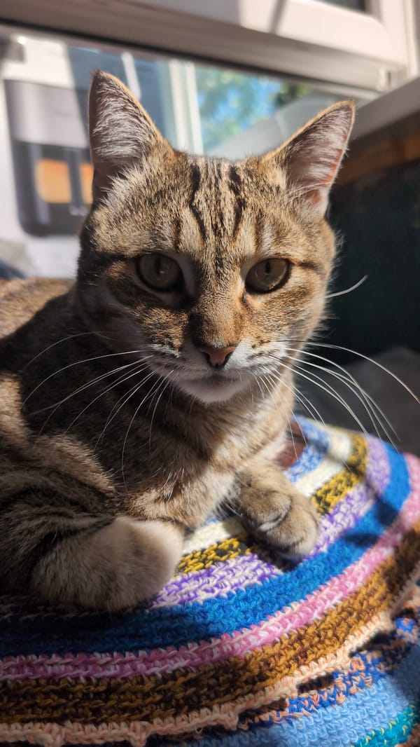 Tabby cat napping on a crocheted blanket in Nizhny Novgorod