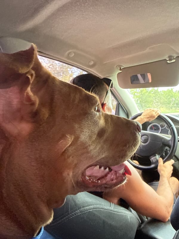 Big brown dog riding shotgun, fully in its element.