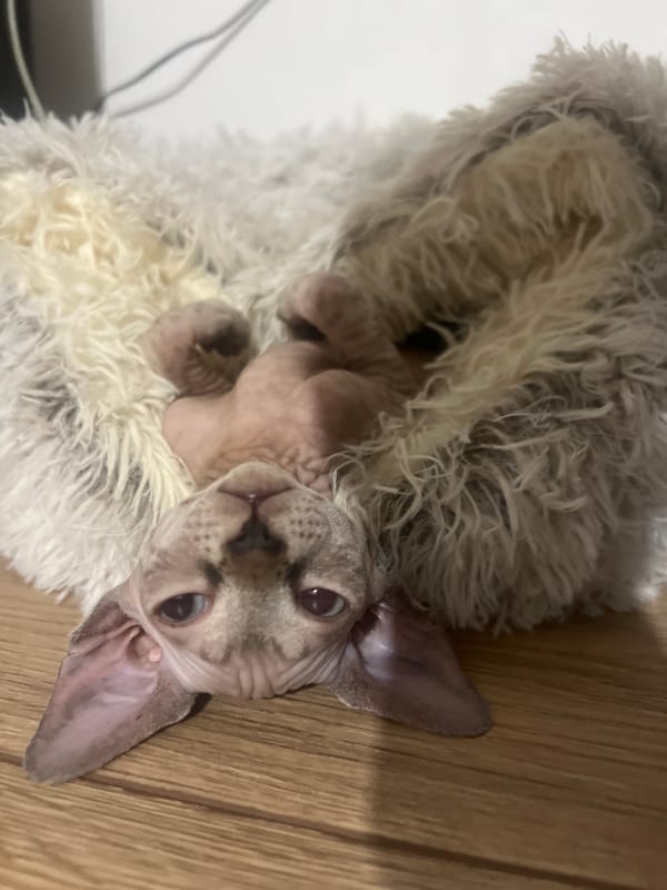 Hairless cat photographed resting on blanket in Chemoshur