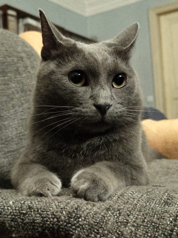 Multiple close-up angles of a Russian Blue cat relaxing indoors