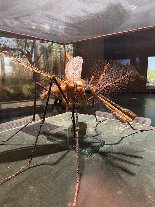 Museum visitor documents insect, geode, dinosaur exhibits in NYC