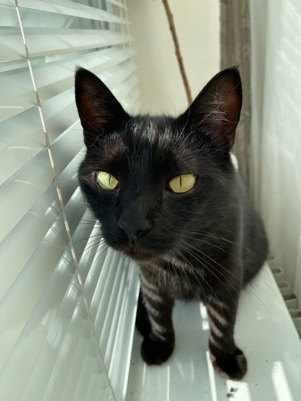 Black cat doing windowsill things among plants and blinds