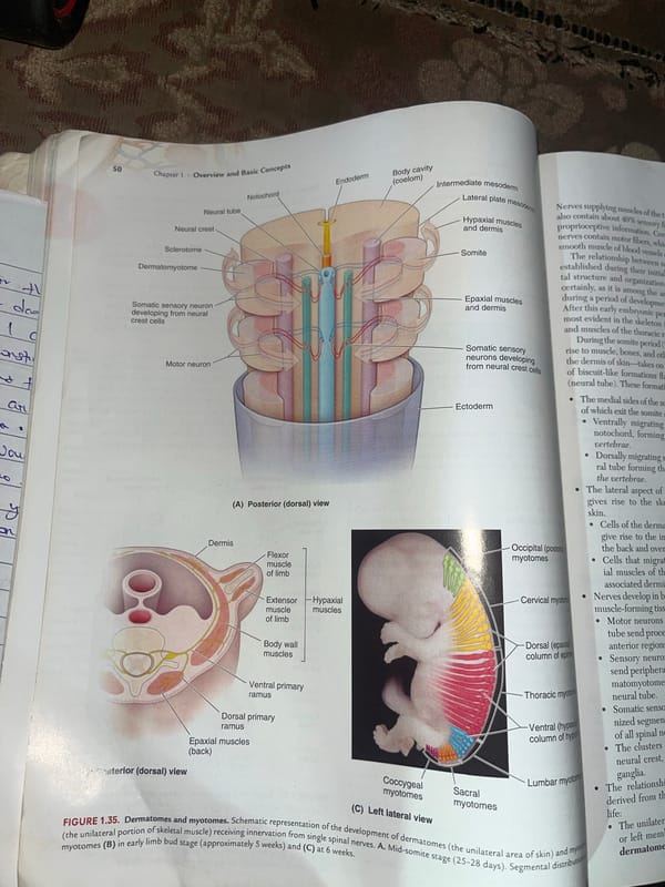 Medical student studies anatomy textbooks in Jalingo, Nigeria