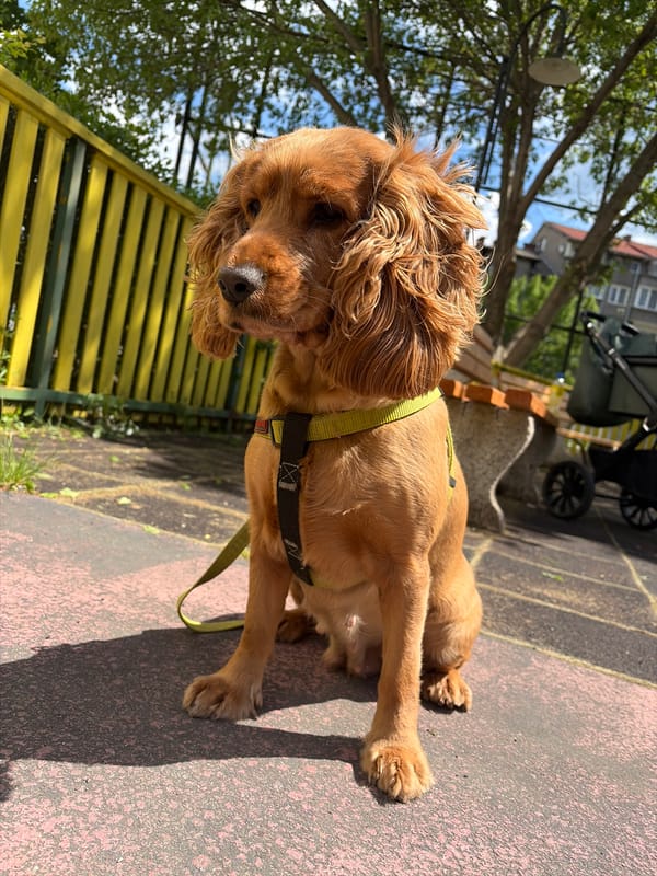 Cocker Spaniel rests on pavement in harness