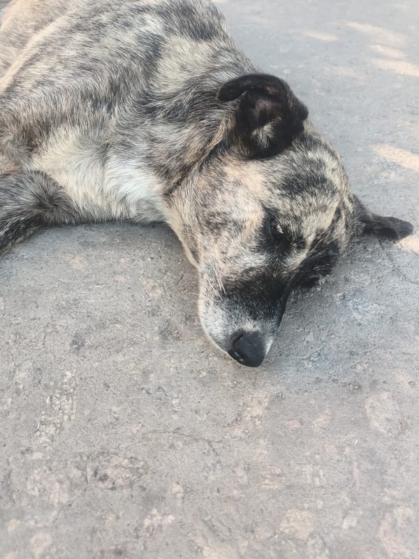 Dog resting and wildflowers blooming in Kryvyi Rih