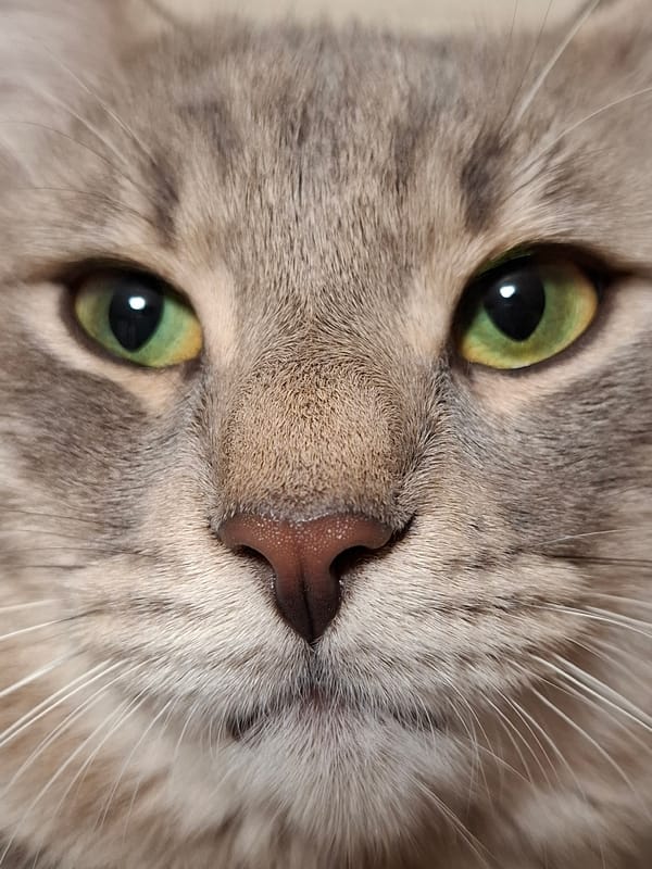 Gray Tabby Cat Photographed Multiple Times in Novi Sad