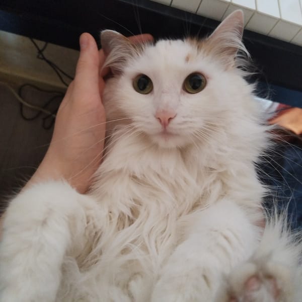 White long-haired cat photographed with owner in Yekaterinburg