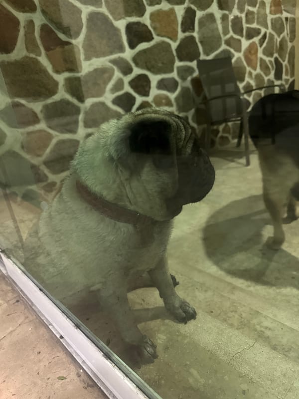 Pug plays against windows in Acapulco home