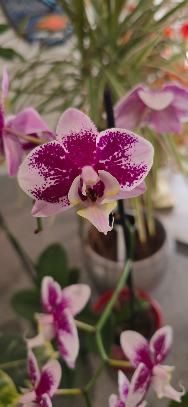 Close-up tour through a colorful mix of fresh cut flowers