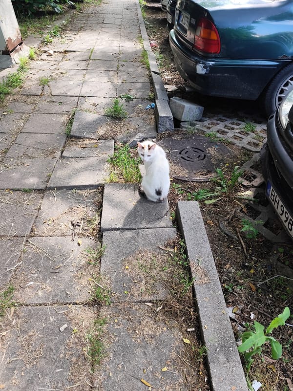 Morning street life documented across Sofia neighborhoods