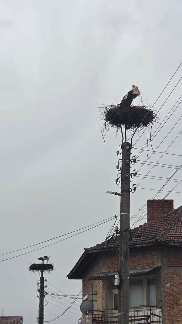 Stork spotted in nest on utility pole in Bania, Bulgaria