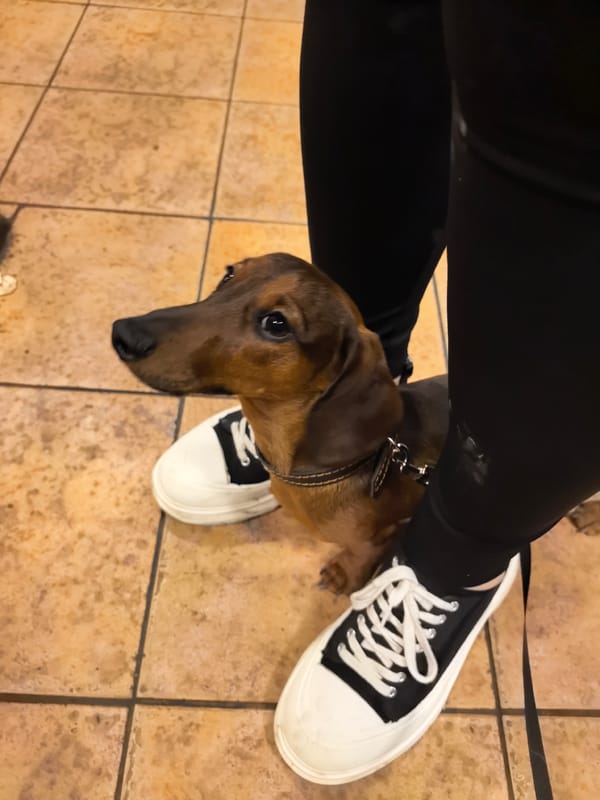 Dachshund stands between owner's legs in Kamenka, Russia
