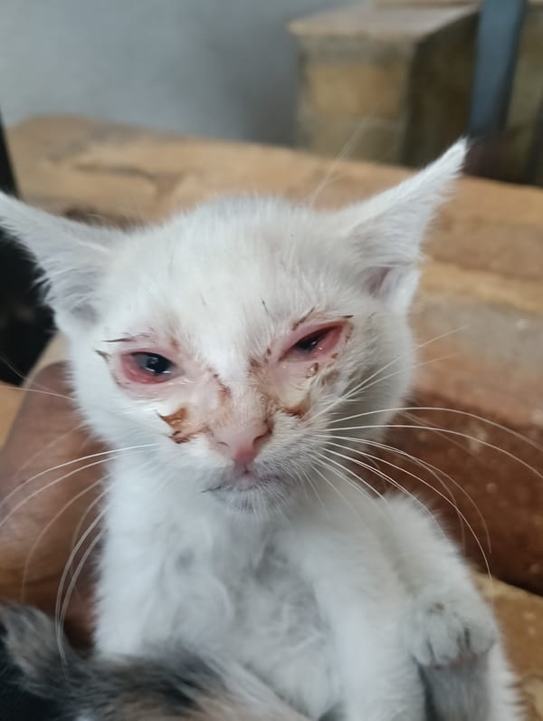 Cats spotted in Nairobi, one kitten showing signs of illness