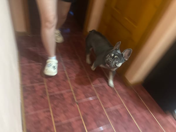 French Bulldog's Evening Home Activities Documented Over 2.5 Hours