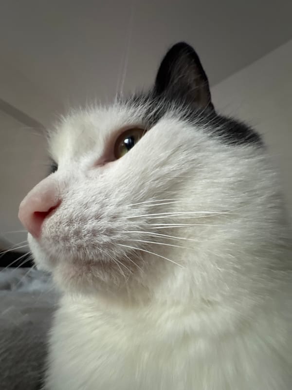 Black and white cat photographed in close-up shots