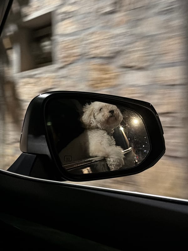 Dog travels in car back seat at night
