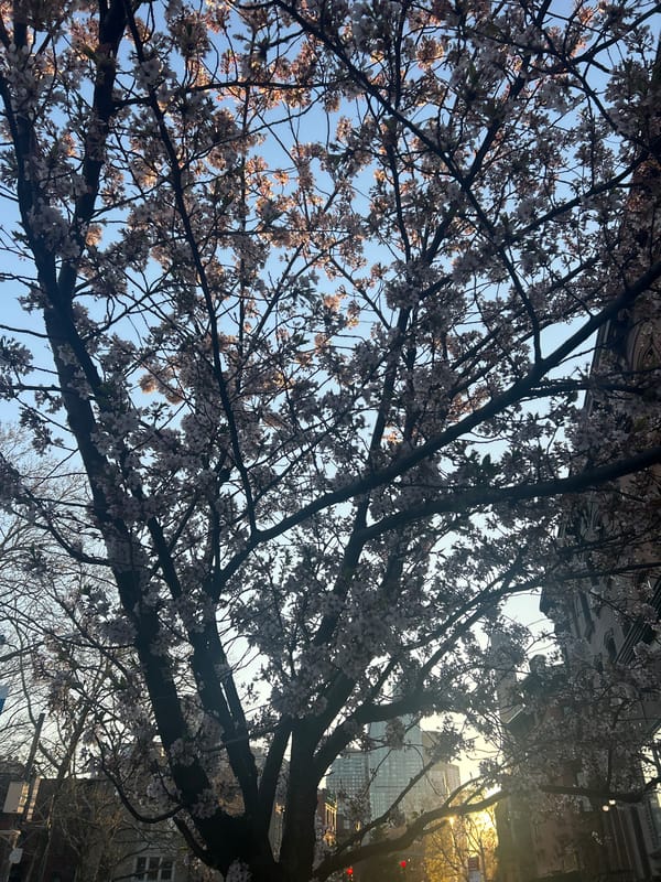 Cherry blossoms captured against blue sky in New York