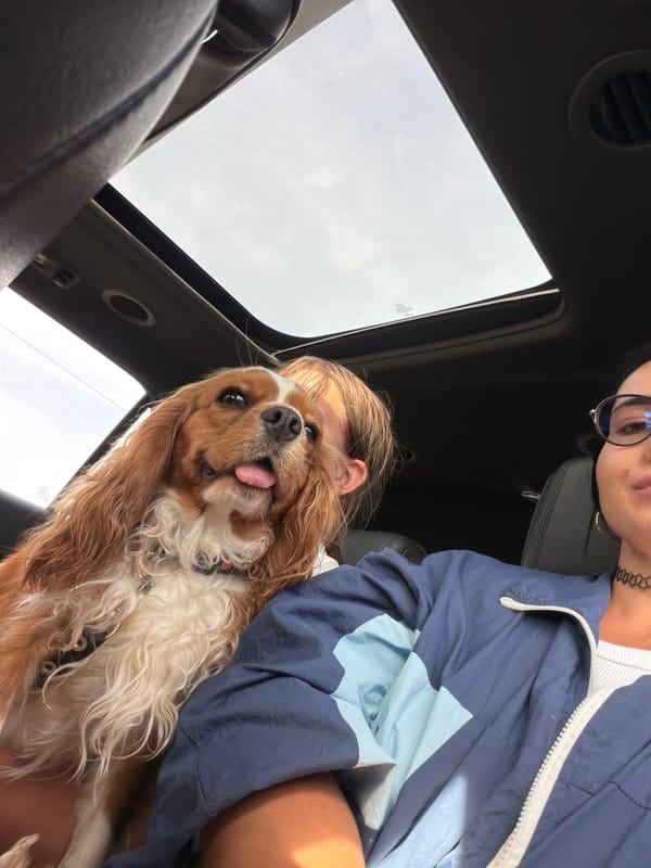 Cavalier King Charles Spaniel enjoys a sunny car ride in Novgorod