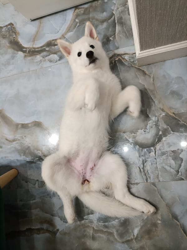 Moscow pets captured in casual domestic moments Friday evening