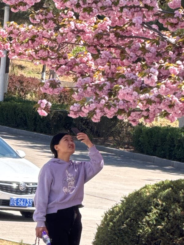 Spring cherry blossom viewing captured in Zhongtun, China