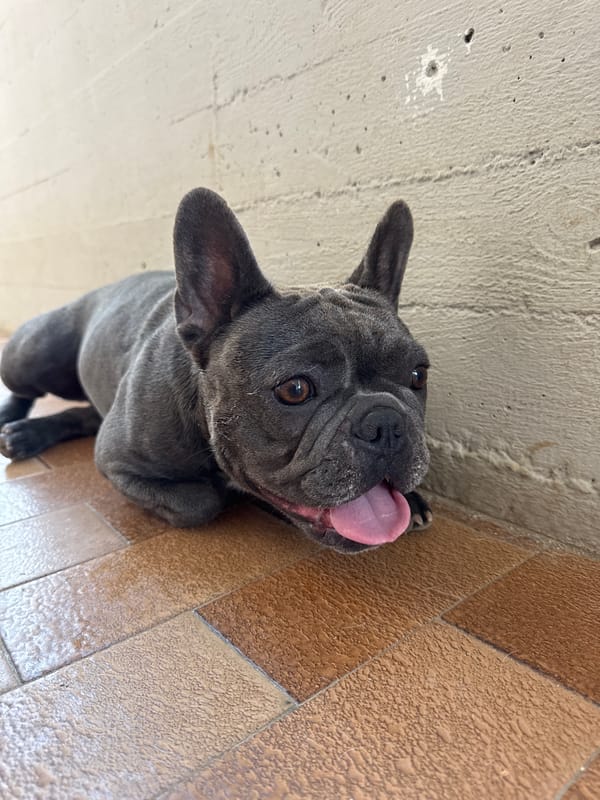French Bulldogs playing and lounging on a patio in Italy