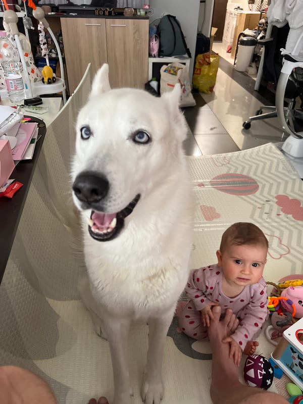 Baby plays with large white dog in Sofia home
