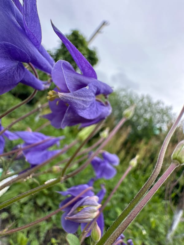 Morning garden walk captures blooming flowers, bees, strawberries