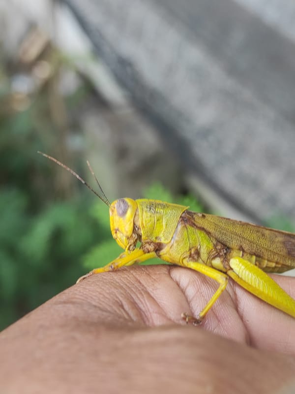 Grasshoppers, flies, and ceiling fans in Lhokseumawe