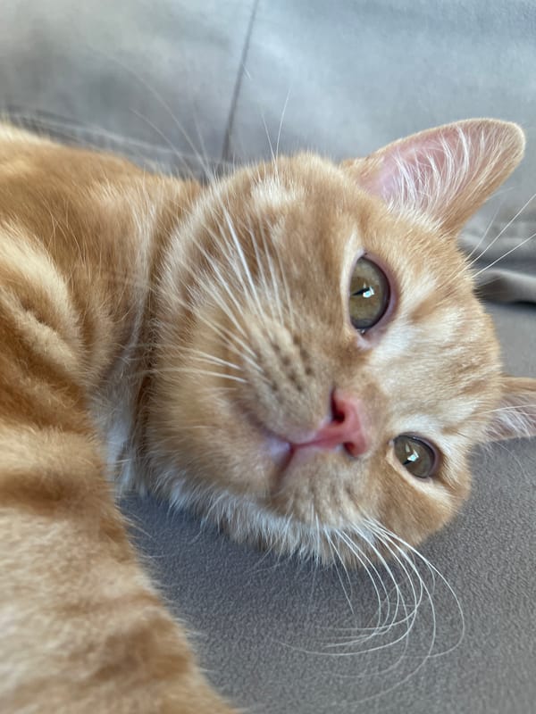 Orange tabby relaxes on a couch in Kommunarka