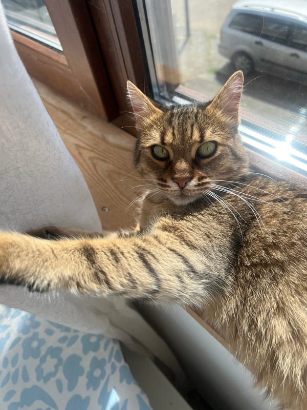 Tabby cat enjoys afternoon windowsill rest in Beverwijk