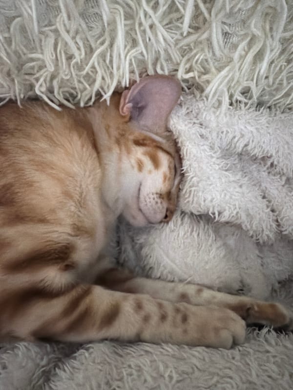 Person and cat rest together in Vsevolozhsk home
