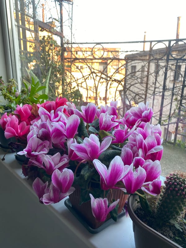 Belgrade residents document everyday scenes: windowsill plants, urban alleyway